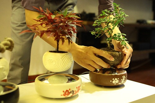 Cách làm bonsai bay