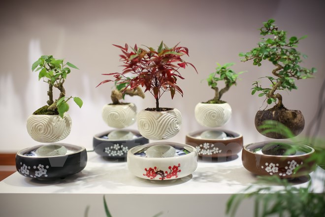 Cách làm bonsai bay
