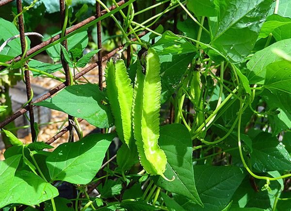 Cách trồng cây đậu rồng
