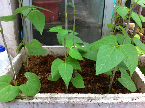 Cách trồng cây đậu rồng