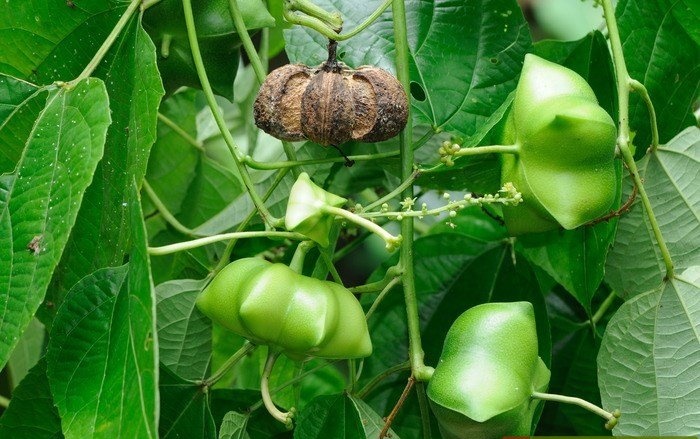 Cách trồng cây sachi