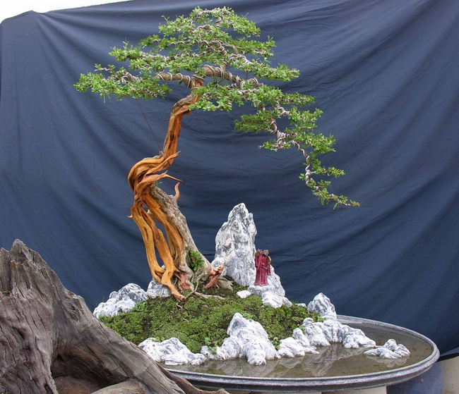 Cách trồng cây sam núi
