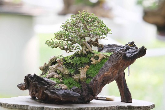 Lưu ý khi trồng bonsai trong nhà