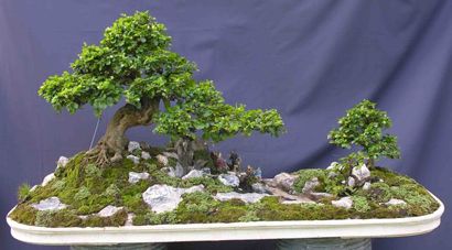 Tạo chi thứ cấp cho cây cảnh bonsai