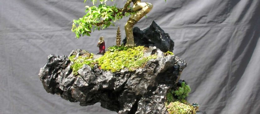 Cách thu nhỏ cây cảnh bonsai