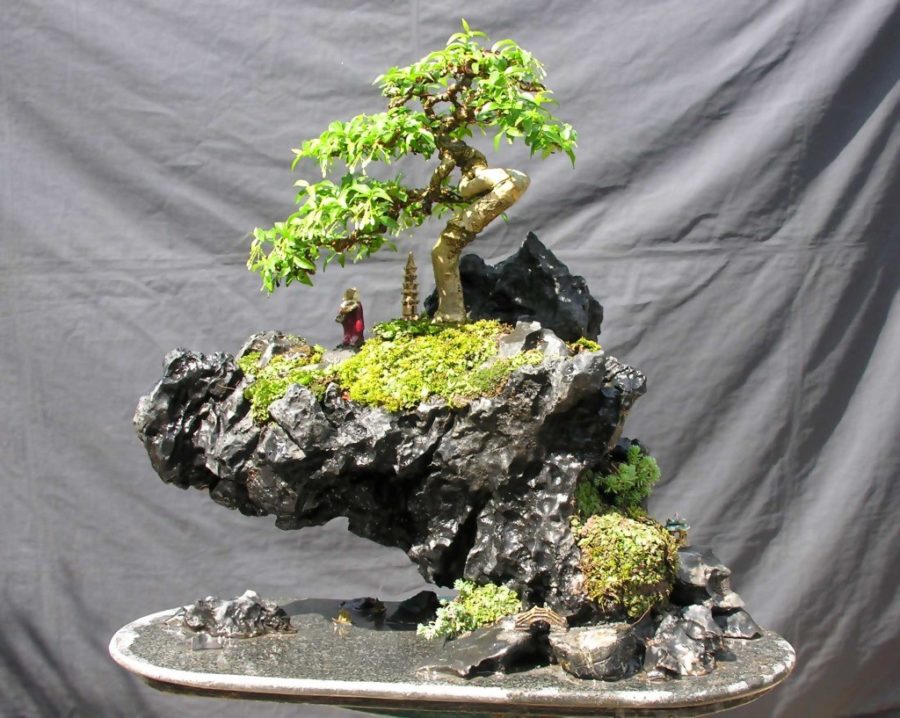 Cách thu nhỏ cây cảnh bonsai