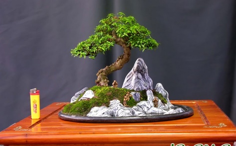 Cách thu nhỏ cây cảnh bonsai