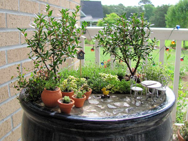 Cách thu nhỏ cây cảnh bonsai