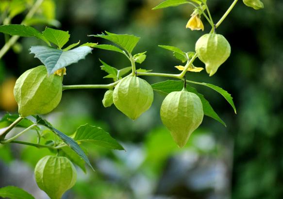 Cách trồng cây tầm bóp