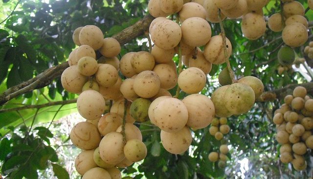 Hướng dẫn cách trồng cây bòn bon