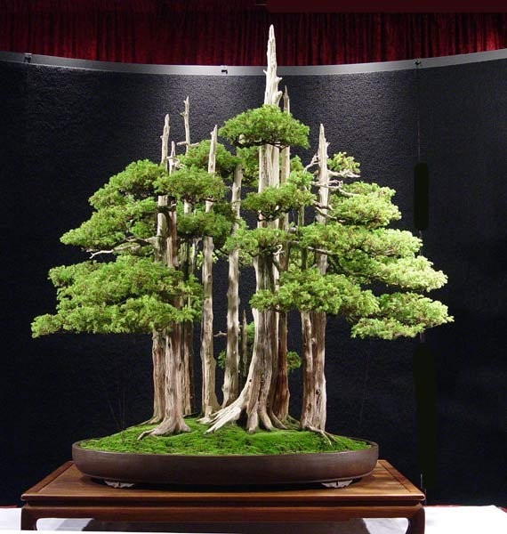 Cách tạo rêu bonsai cho cây cảnh nghệ thuật