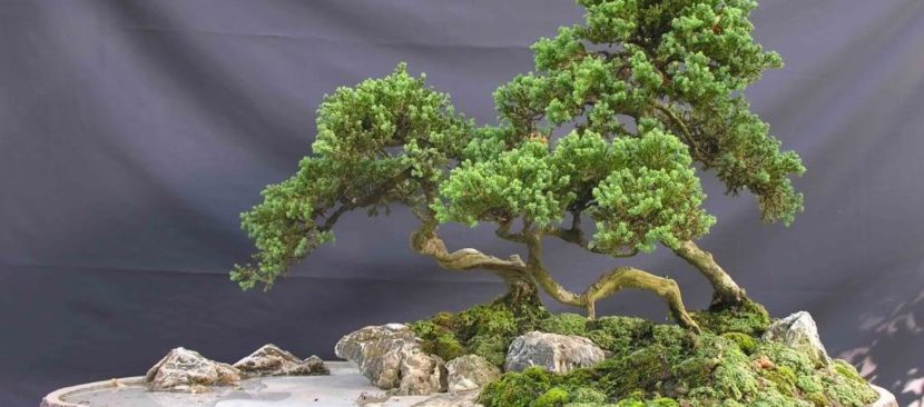Cách tạo rêu bonsai cho cây cảnh nghệ thuật