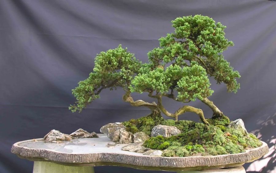 Cách tạo rêu bonsai cho cây cảnh nghệ thuật