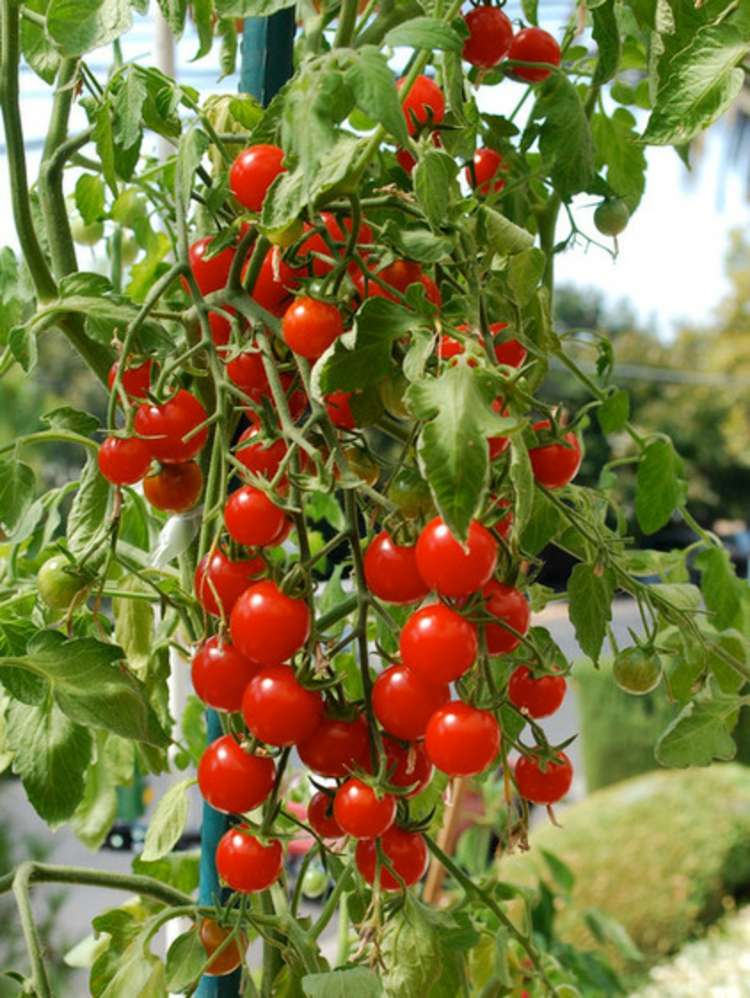 Cách trồng cây cà chua bi tại nhà