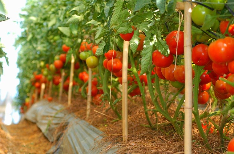 Cách trồng cà chua sạch tại nhà