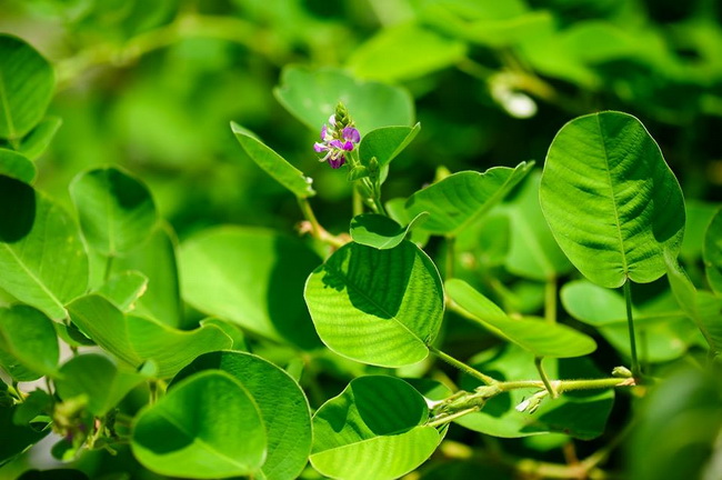 Kỹ thuật trồng cây Kim tiền thảo
