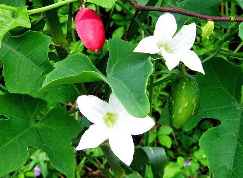 Cách trồng cây bình bát dây cho quả ngon