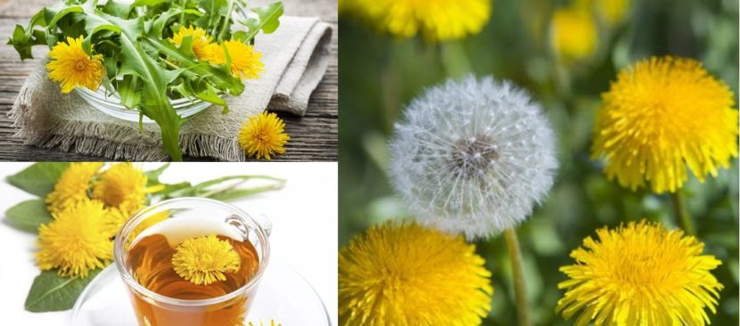 Cách trồng cây bồ công anh chữa bệnh dạ dày