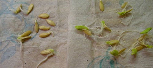 Cách trồng cây dưa chuột tại nhà