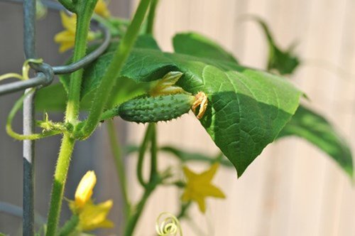 Cách trồng cây dưa chuột tại nhà