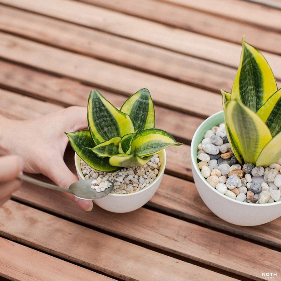 Cách trồng cây lưỡi hổ