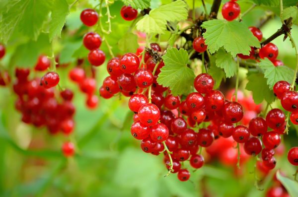 Cách trồng cây nho chuỗi ngọc