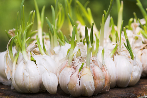 Tuyệt chiêu trồng tỏi tại nhà