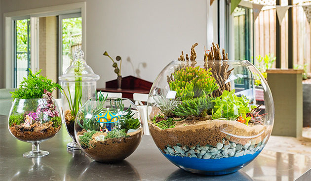 Mẹo trồng cây trong lọ thủy tinh