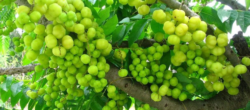 Hướng dẫn cách trồng cây chùm ruột