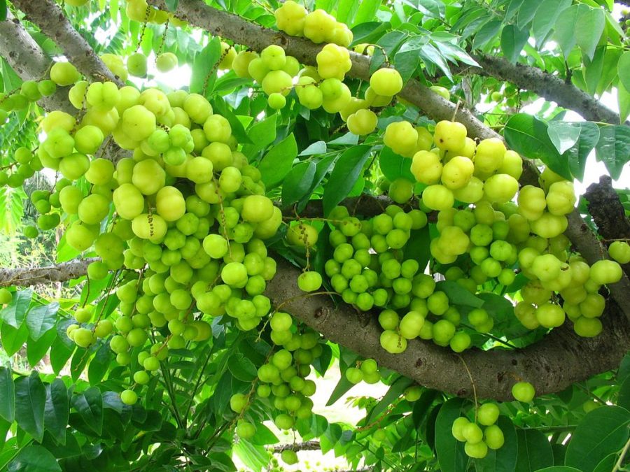 Hướng dẫn cách trồng cây chùm ruột