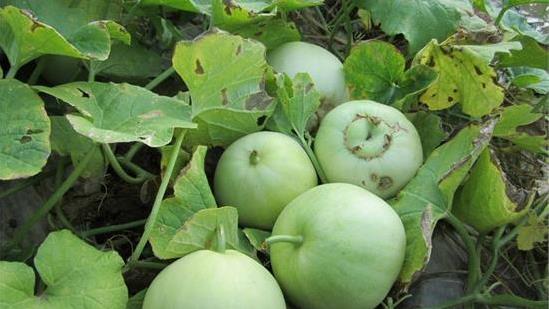 Cách trồng cây dưa lê tại nhà