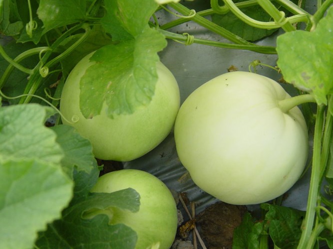 Cách trồng cây dưa lê tại nhà