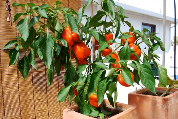 Cách trồng ớt chuông tại nhà