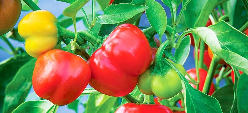 Cách trồng ớt chuông tại nhà