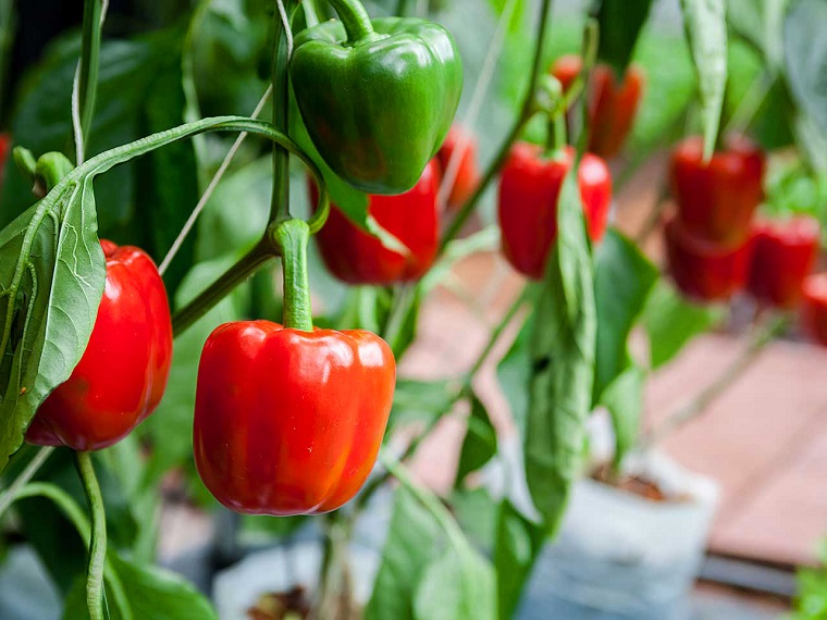 Hướng dẫn cách trồng ớt chuông tại nhà đảm bảo sức khỏe