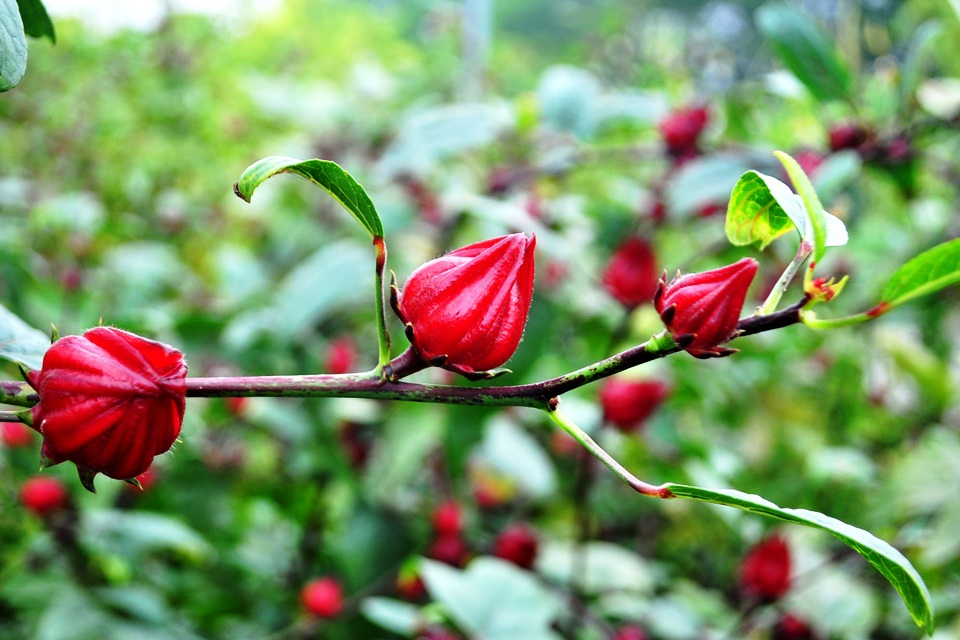 Cách trồng cây atiso đỏ