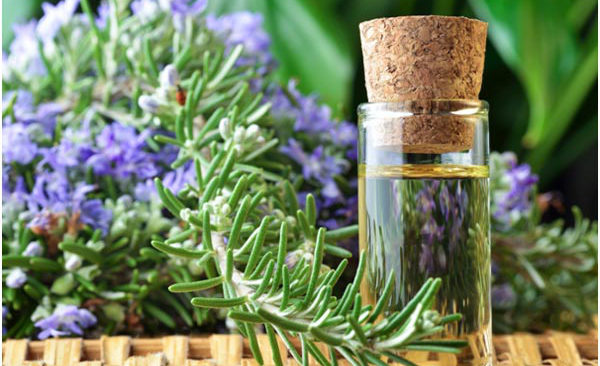 Cách chiết cành cây hương thảo