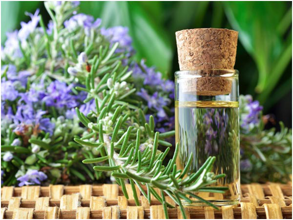 Cách chiết cành cây hương thảo