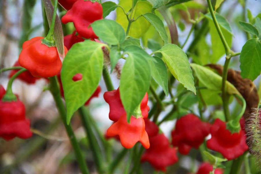 Cách trồng cây ớt chuông hoa hồng