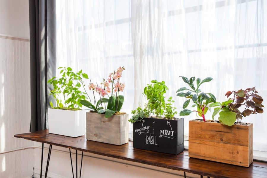 Cách trang trí cửa sổ bằng chậu cây xanh