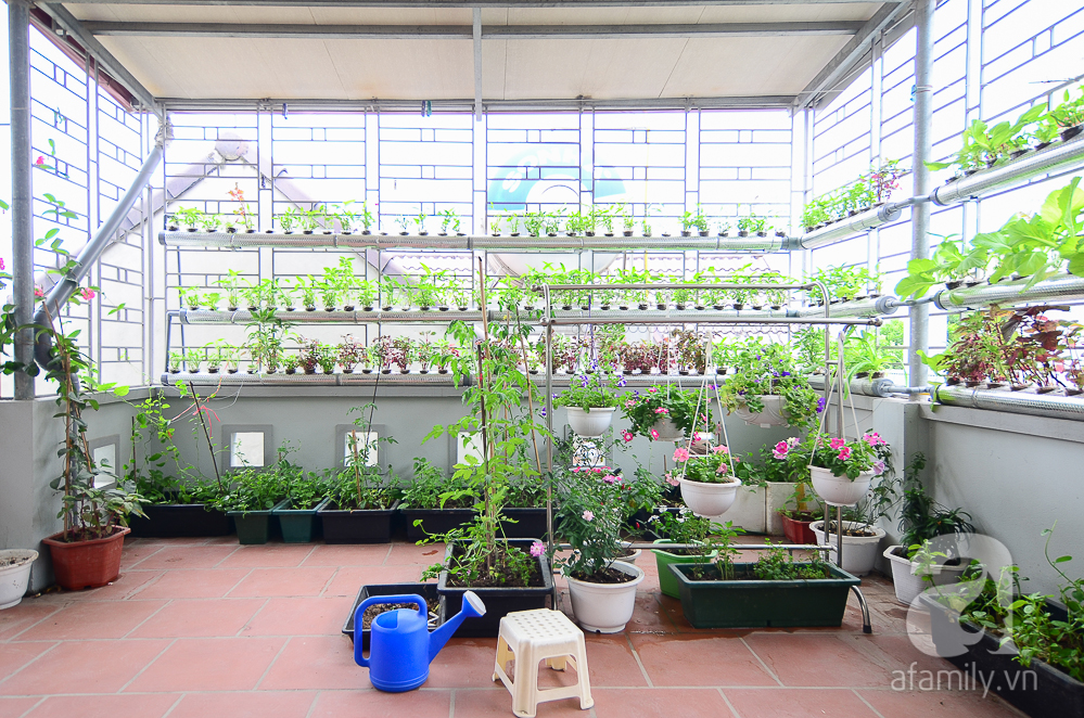 Tuyệt chiêu trồng rau thủy canh tại nhà