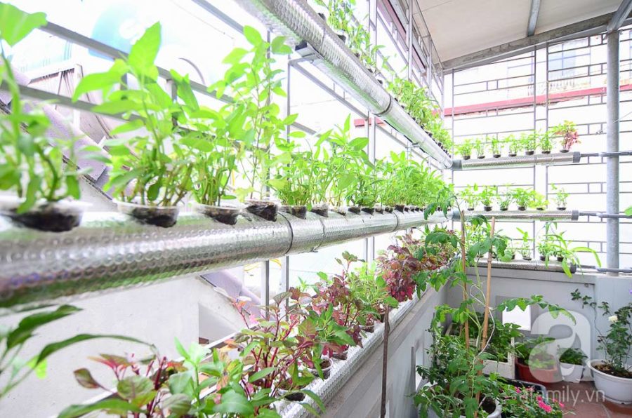 Tuyệt chiêu trồng rau thủy canh tại nhà