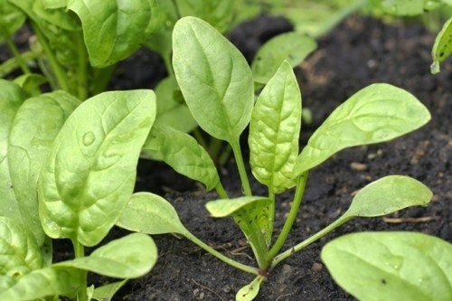 Cách trồng rau chân vịt