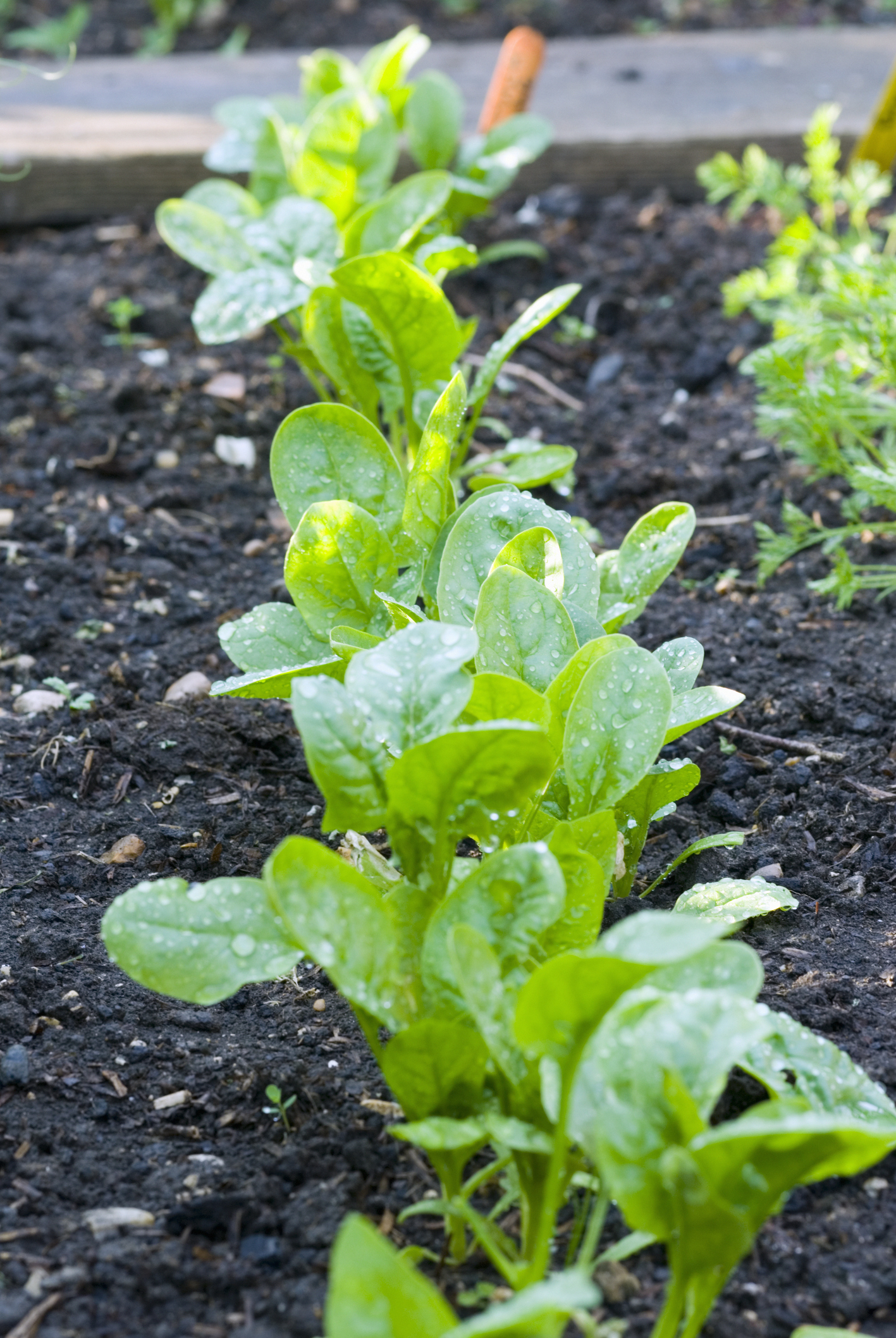 Cách trồng rau chân vịt