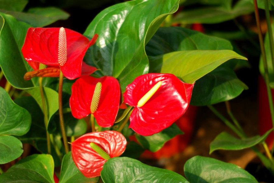Cách trồng và chăm sóc cây hồng môn