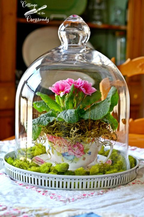 Cách làm khu vườn mini trong tách trà