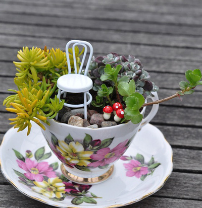 Cách làm khu vườn mini trong tách trà