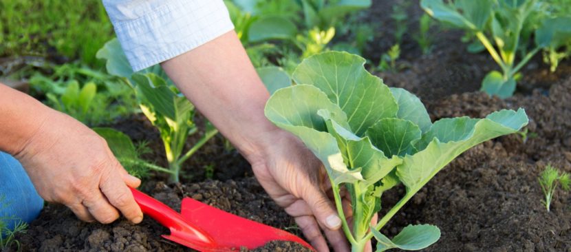 Kinh nghiệm bón phân cho rau sạch hiệu quả