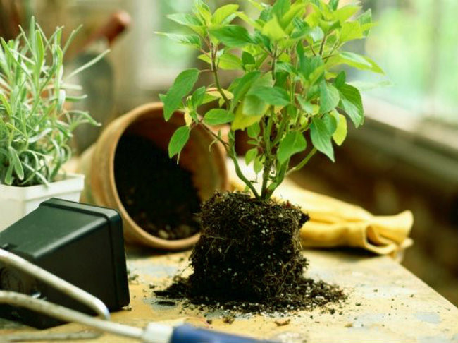 Cách chăm sóc bonsai văn phòng hiệu quả
