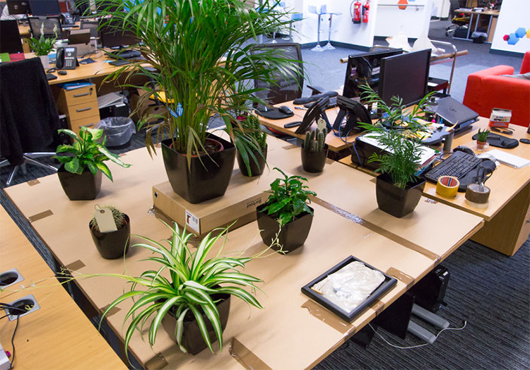 Cách chăm sóc bonsai văn phòng hiệu quả